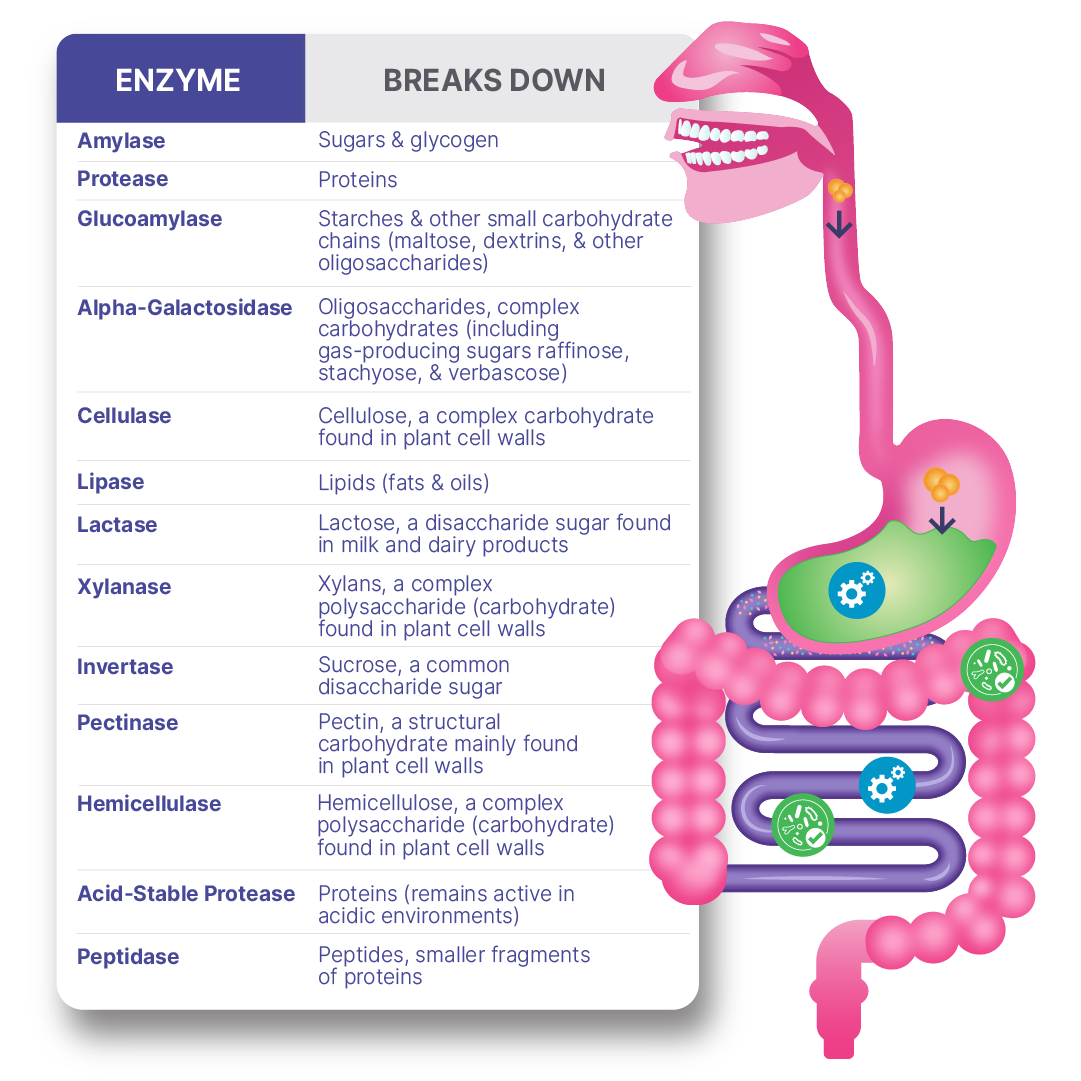 DigestMate™ | 2-in-1 Digestive Enzymes and Probiotics