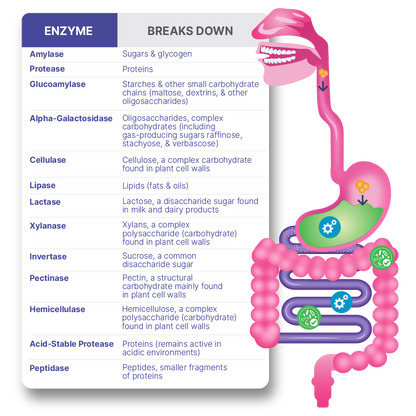 DigestMate™ | 2-in-1 Digestive Enzymes and Probiotics
