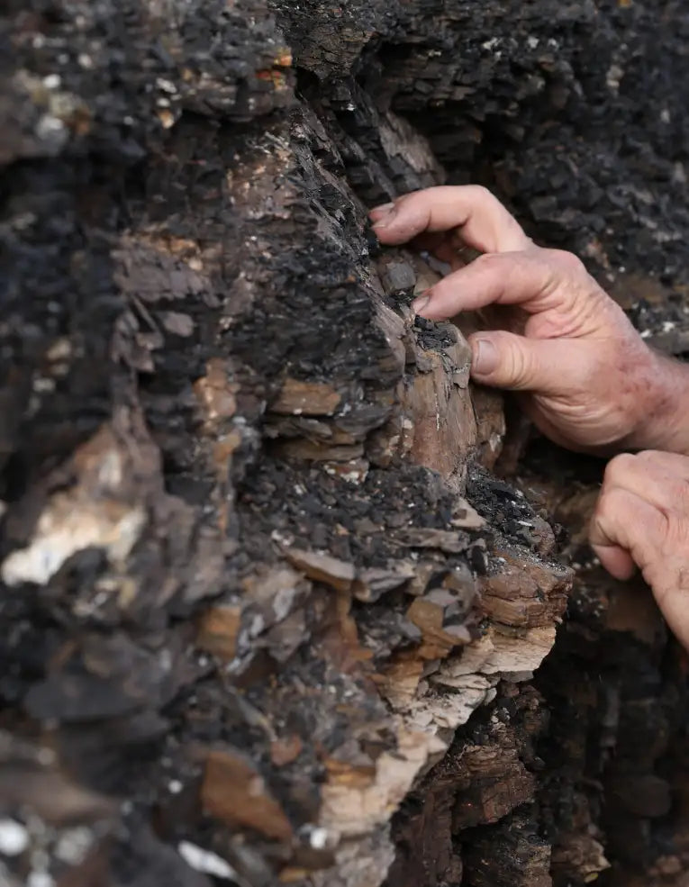 ION* Gut Support 32oz or 16oz options