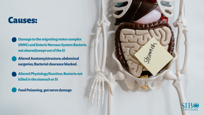 Quintron Easy Sampler Breath Collection  kit (Lactulose)